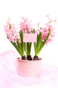粉色风信子装饰花园煲