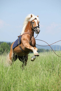 惊人的 haflinger 种马腾跃在美丽的大自然