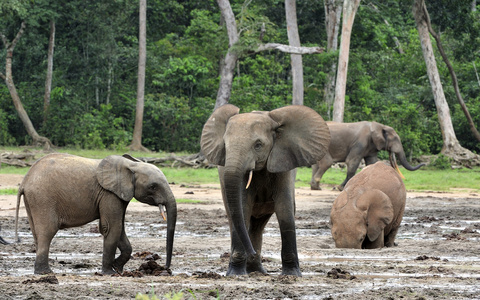 非洲森林大象