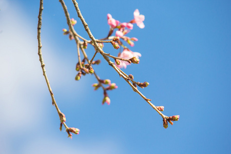 樱花枝 s 芽