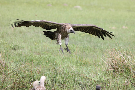 野生狮鹫秃鹫非洲大草原肯尼亚危险鸟