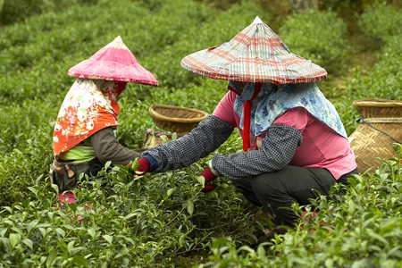 在茶叶领域工作的人图片