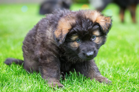 大的德国牧羊犬小狗的肖像