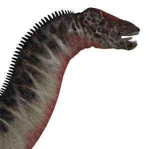 Dicraeosaurus 恐龙头