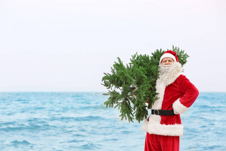 正宗圣诞老人圣诞树的海面背景与