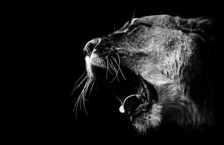 雌狮吼在黑色和白色图片
