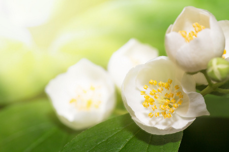 叶子和花雅悯