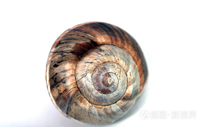 蜗牛壳