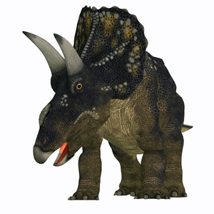 在白色 Nedoceratops