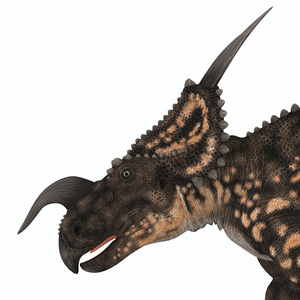 头足目einiosaurus 恐龙头照片