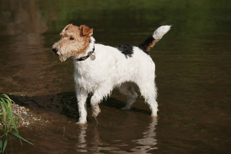 Foxterrier 狗站在水里