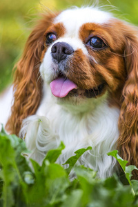 美丽的骑士国王查尔斯猎犬在草背景