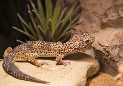 在动物园里的长尾巴的蜥蜴照片