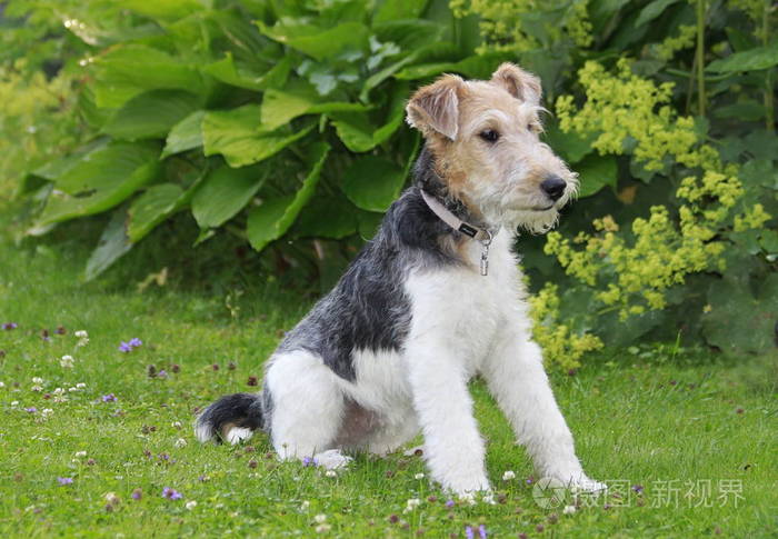 foxterrier 狗坐在花园里