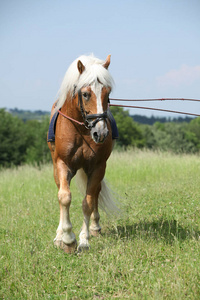 在训练中惊人的 haflinger 种马