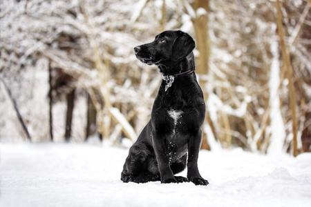 在白雪皑皑的森林里的小狗