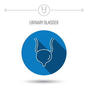 膀胱图标。人体器官标志