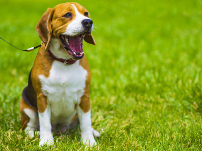 在绿色草地上的犬。特写的小猎犬。比格犬肖像