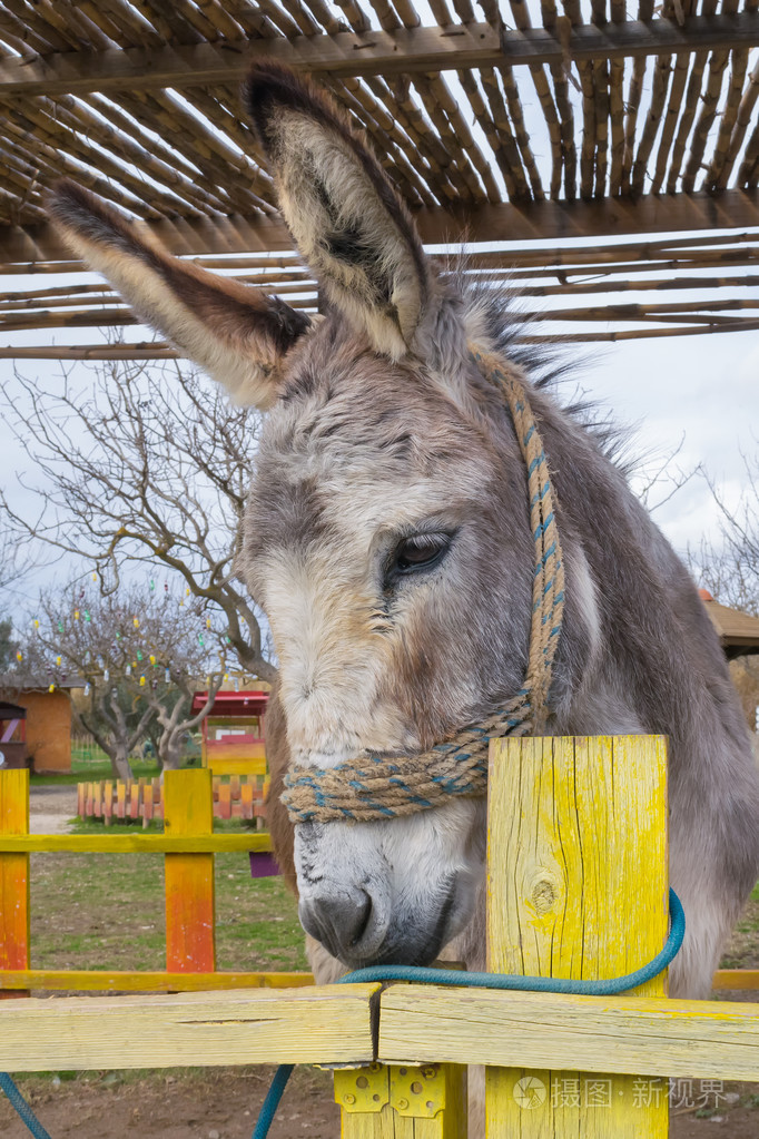 可爱的驴子的特写