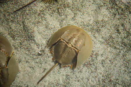 马蹄蟹在海中关闭照片