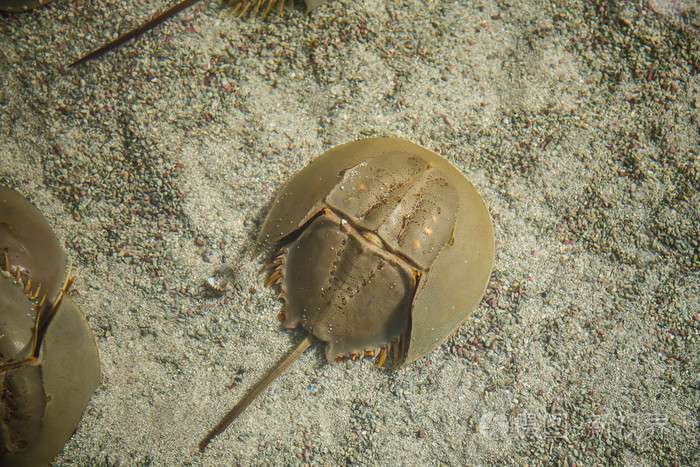 马蹄蟹在海中关闭