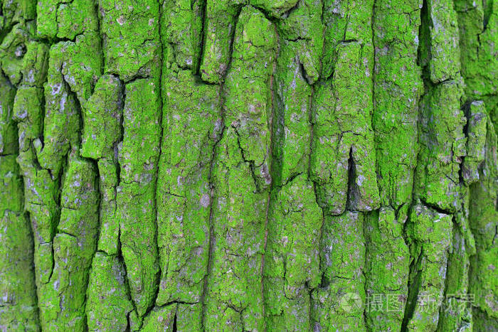 树皮的相思树树的北面