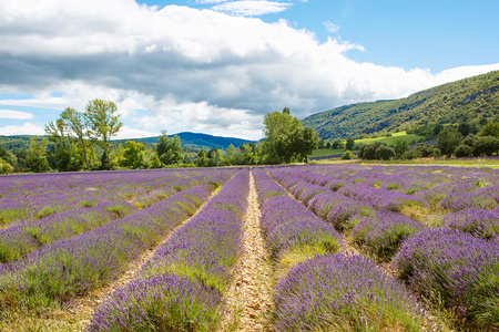 在普罗旺斯，法国的 valensole 附近的薰衣草田