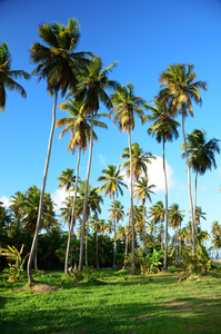美丽的热带花园中重新豪华加勒比海的棕榈树