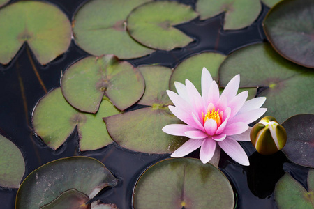 日本池塘里盛开莲花