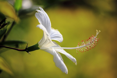 白芙蓉花