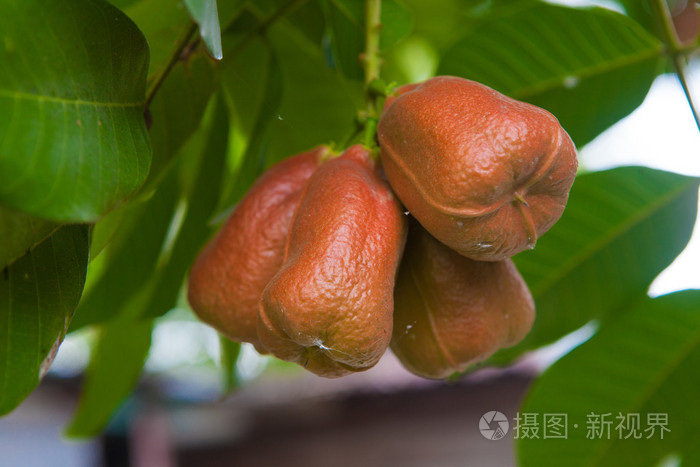 西非荔枝果