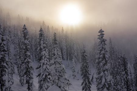 朦朦胧胧落日的雪层覆盖在山林树木