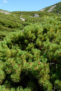 矮人山松关闭图片