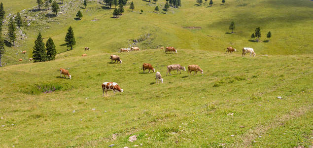 牛，在山上的牧场上放牧牲畜，