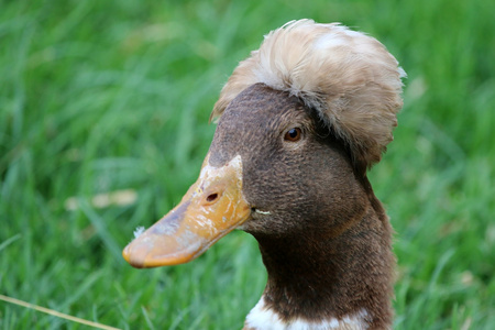 一个有趣的鸭子的头