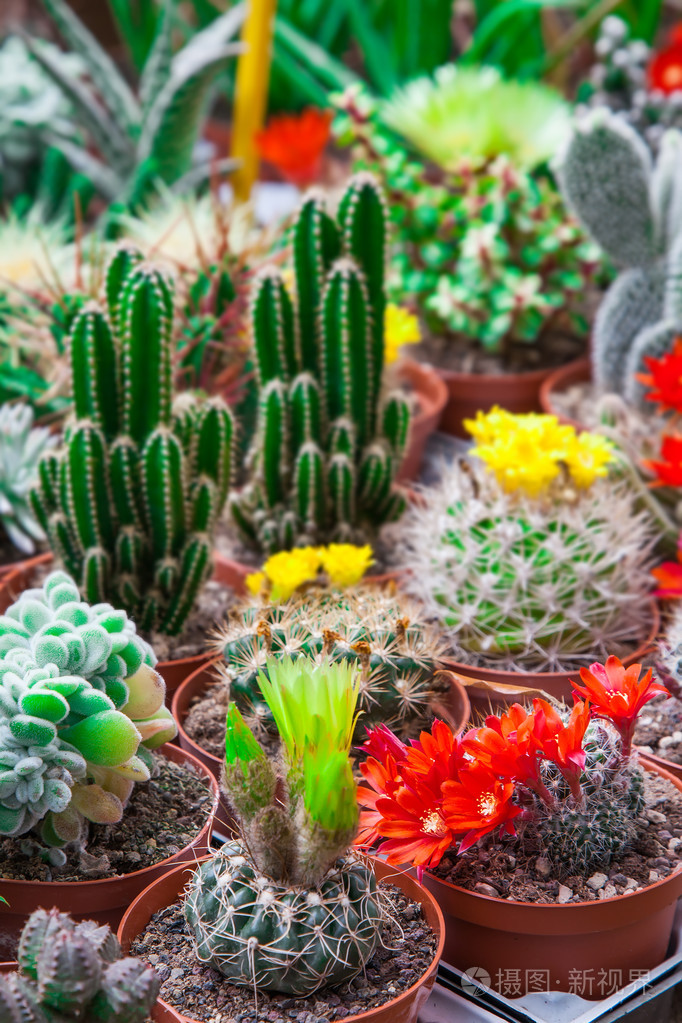 各种开花的仙人掌