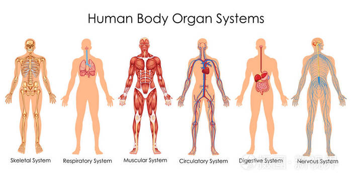 医学教育的生物学人体器官系统关系图的图表
