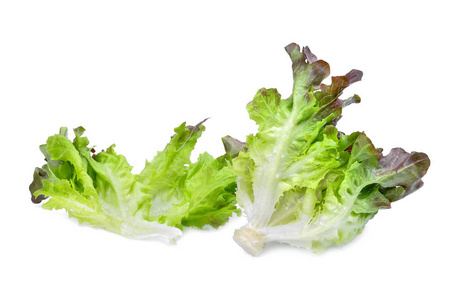 孤立的生菜图片