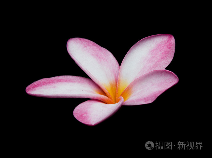 在bl上的单株梅花佛兰吉帕尼塔树庙树照片 正版商用图片0dzam6 摄图新视界