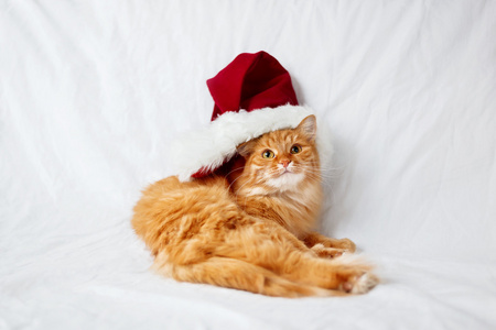 在红色的圣诞帽只愤怒的姜猫躺在床上
