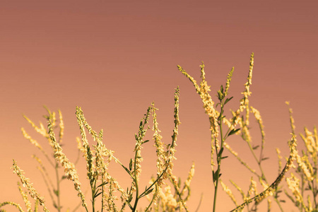 黄色的花开在夕阳红图片