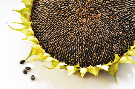 秋收. 花籽成熟粒葵花籽.