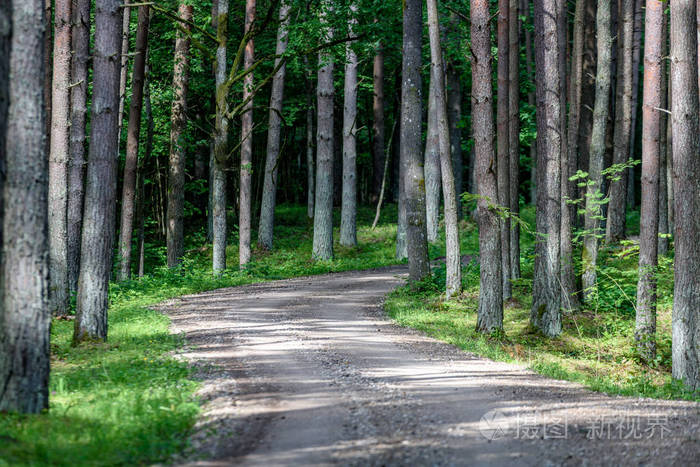 白桦树森林的碎石路