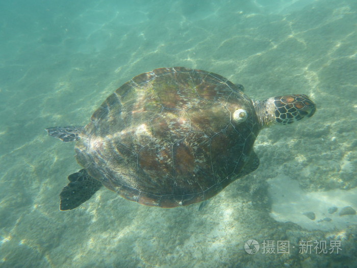 大海龟在大海中游泳