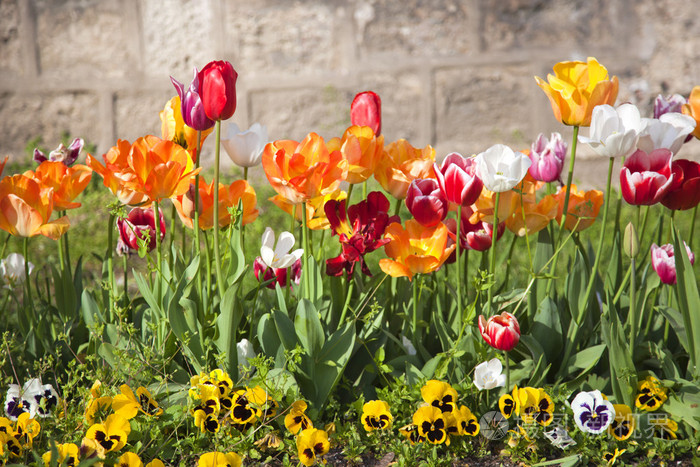 多彩多姿的郁金香在春天公园