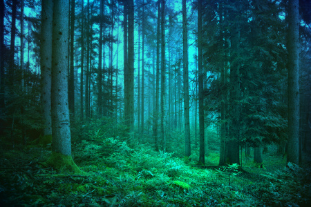 神秘的蓝色和绿色的森林