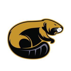 棕色的海狸图片