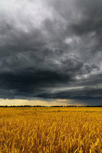 黑色的雷暴云上面的麦田