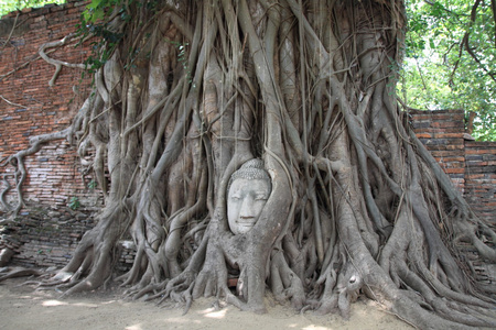 在大城府，泰国玛哈泰寺佛头的形象