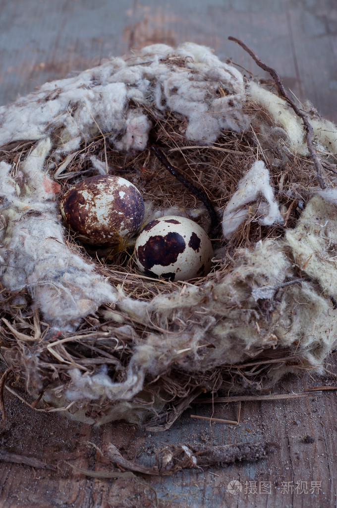 自然的鹌鹑蛋在窝里